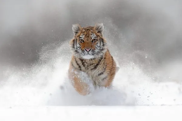 Tiger in wild winter nature. Amur tiger running in the snow. Action wildlife scene with danger animal. Cold winter in tajga, Russia. Snowflake with beautiful Siberian tiger, Panthera tigris altaica