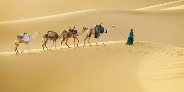 traveler-leading-camels-through-a-vast-sandy-desert-SBI-300966226