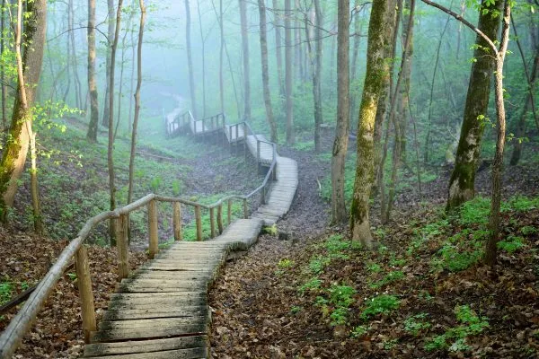 staiway in forest disappearing in strong fog