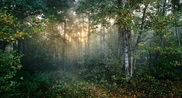 Strong beautiful fog and sunbeams in the forest