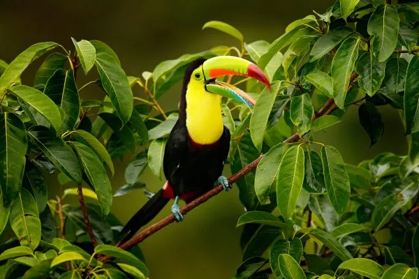 Toucan sitting on the branch in the forest, Boca Tapada, green vegetation, Costa Rica. Nature travel in central America. Keel-billed Toucan, Ramphastos sulfuratus, bird with big bill.