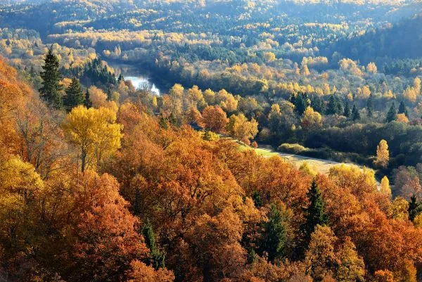 Colorful forest hills in fall. Sigulda, Latvia.