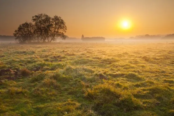 Foggy meadow sunrise