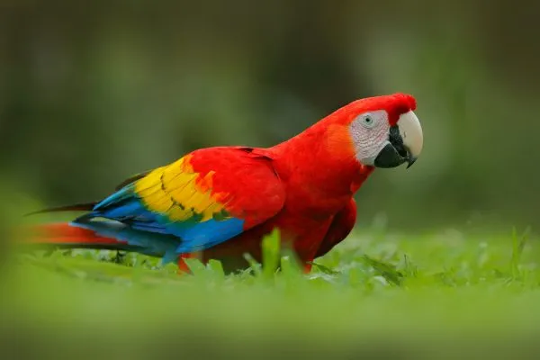 Parrot in grass. Wildlife in Costa Rica. Parrot Scarlet Macaw, Ara macao, in green tropical forest, Costa Rica, Wildlife scene from tropic nature. Red Macaw from Central America.