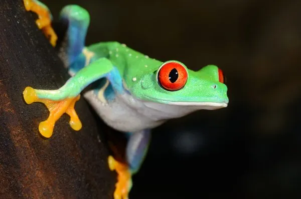red-eye frog Agalychnis callidryas in terrarium