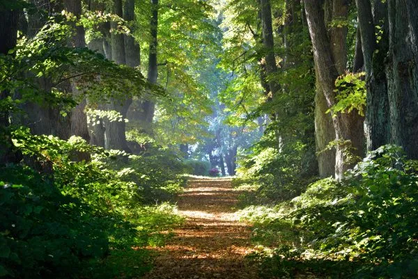Road in a beautiful forest in the morning