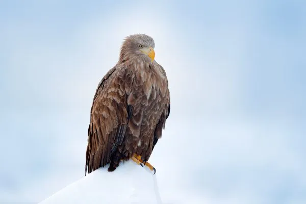 White-tailed eagle, Haliaeetus albicilla, Hokkaido, Japan. Action wildlife scene on ice. Bird in nature sea habitat, snow with ice. Winter scene with bird of prey. Big bird with snow. Wildlife Japan.