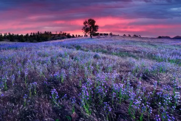 Floral Morning
