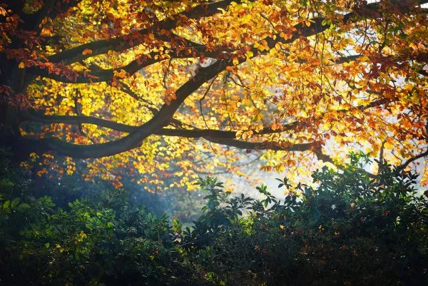 Autumn forest. Nachtegalenpark in Antwerp